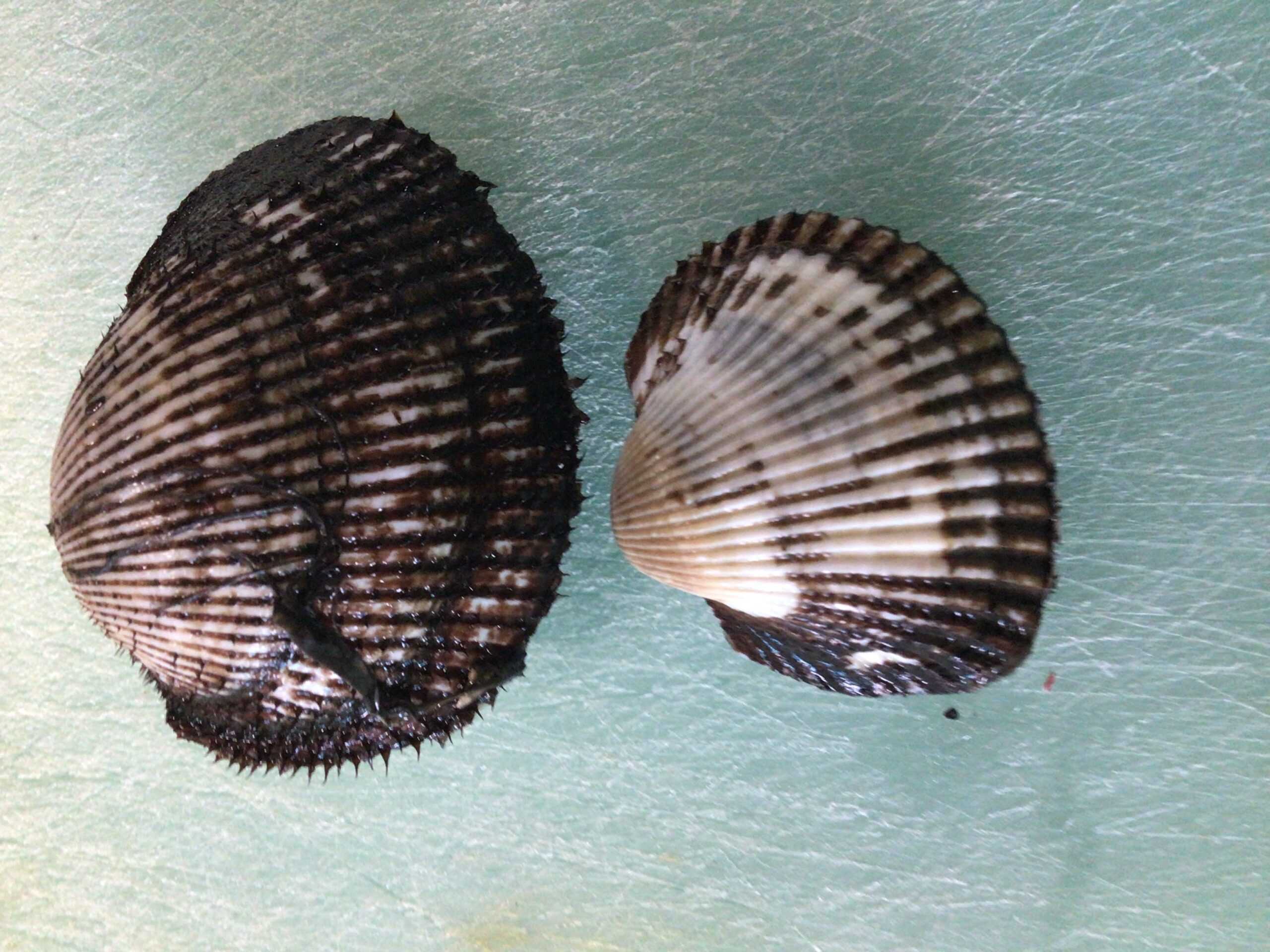 サルボウとアカガイの違い説明。釣太郎