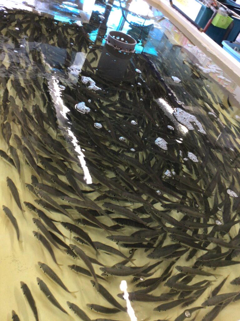 回遊魚は群れで同じ方向に向かい泳ぐ。流れに逆らうように、一定方向に泳ぐアジ。アオリイカ釣り用。