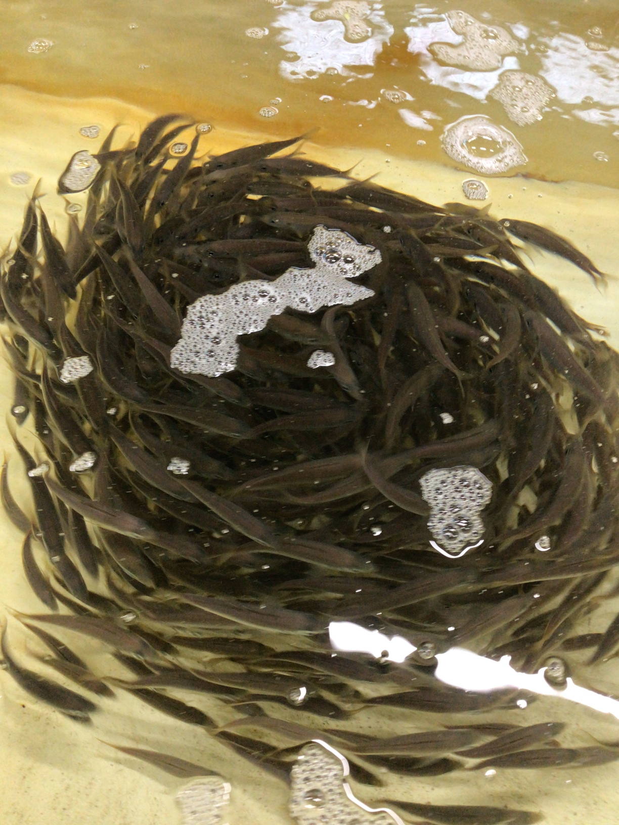 アオリイカ釣り用活けアジ入荷。　釣太郎