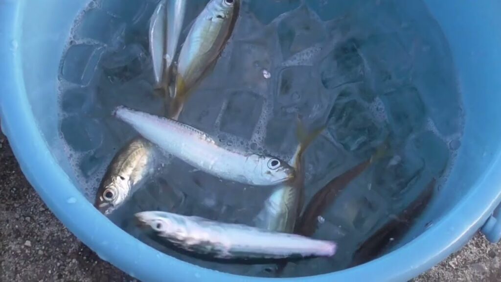 潮氷で氷締め＆冷却すれば、釣果の魚の鮮度管理は最善