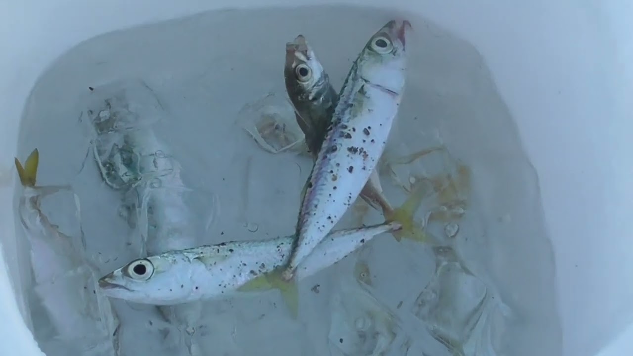 釣った魚は潮氷で活〆　最高の鮮度管理
