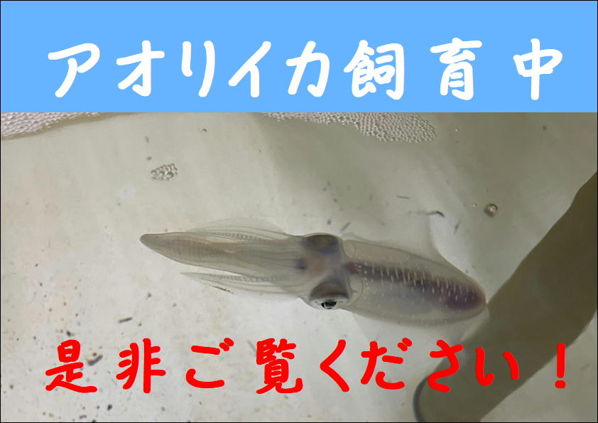 水槽で、１０杯のアオリイカが泳いでいます。コウイカ（紋甲）も飼育しているのは釣太郎。