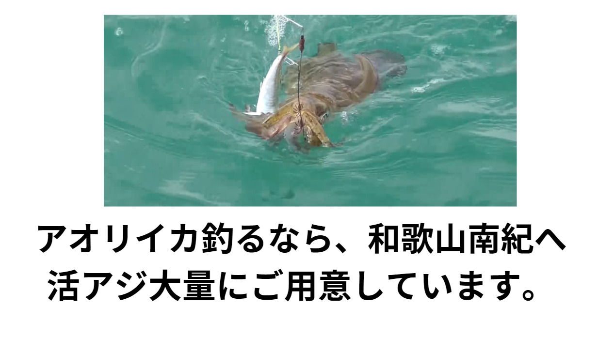アオリイカ釣りなら和歌山南紀釣太郎へ。