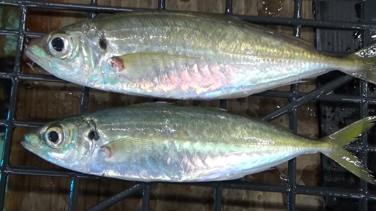 サビキ釣り魚アジには真アジと丸アジがある。マルアジは安価で劣るがおいしい食べ方がある。釣太郎