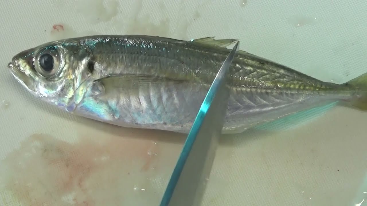 アジのゼイゴが硬い理由。魚の部位説明。釣太郎