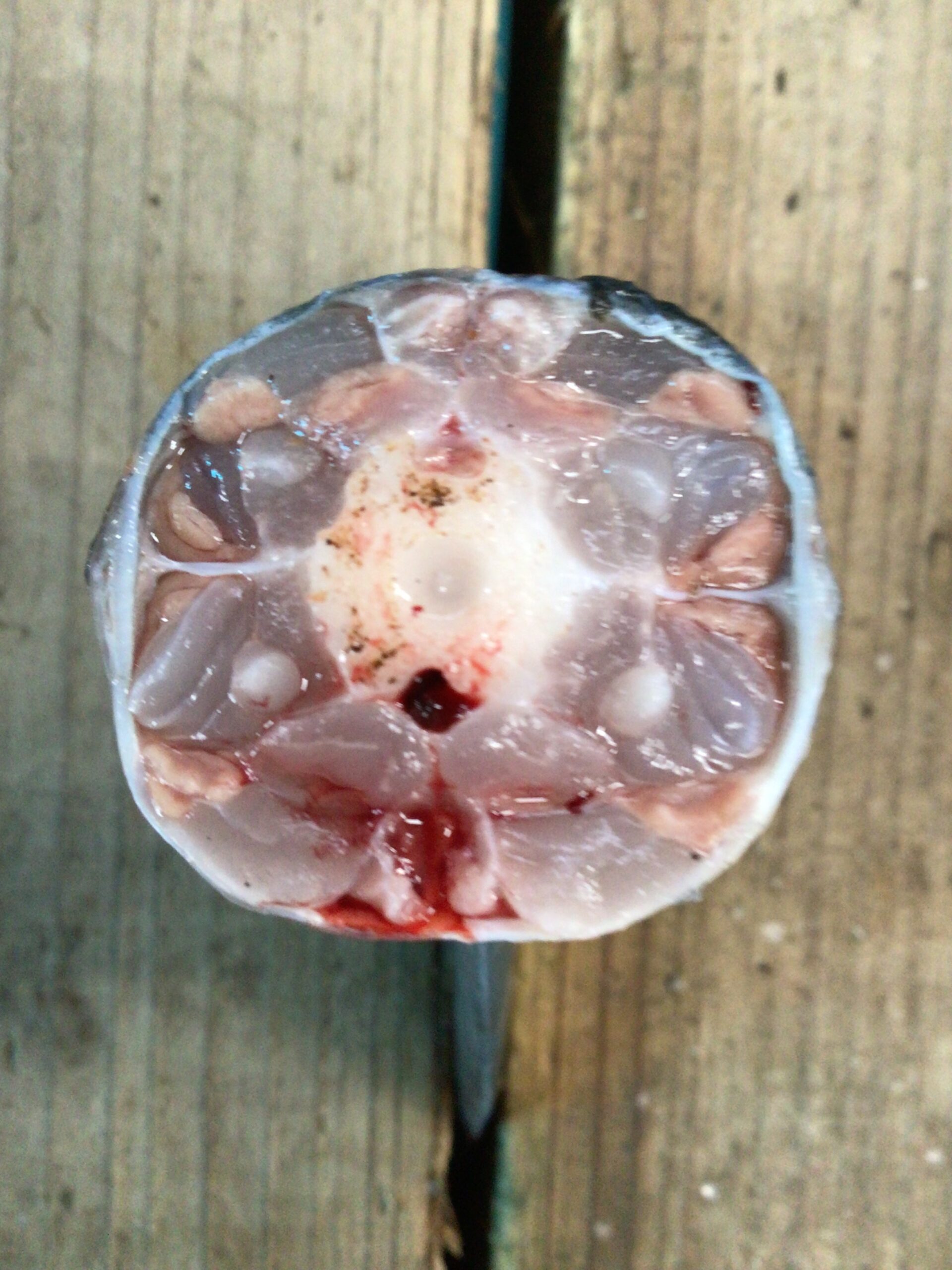 魚の断面写真。中央の白い円形が背骨。真上の小さな三角が神経。真下の赤い部分が血管。釣太郎の魚部位説明。