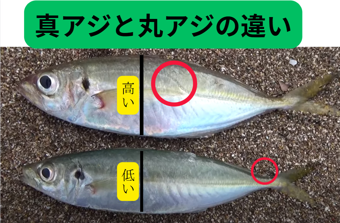 堤防サビキ釣りの人気魚種、アジには丸アジと真アジがあります。見分け方の説明紹介。釣太郎