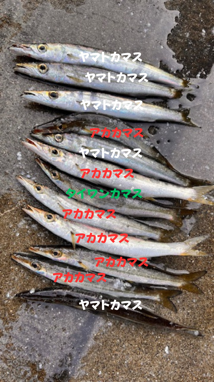 カマス３魚種の見分けた説明。アカカマス、ヤマトカマス、ワイワンカマス。釣太郎