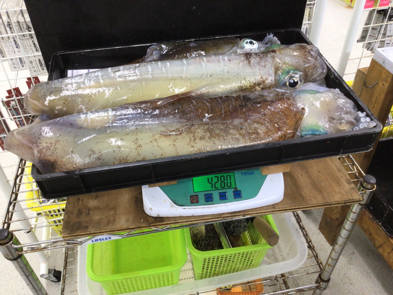 大型アオリイカを釣るなら和歌山南紀へ。釣太郎