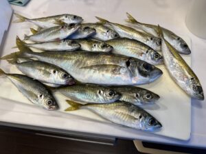 アジは冬季が旬。特に大型の尺アジは脂がのり、養殖とは違った旨味が楽しめます。釣太郎