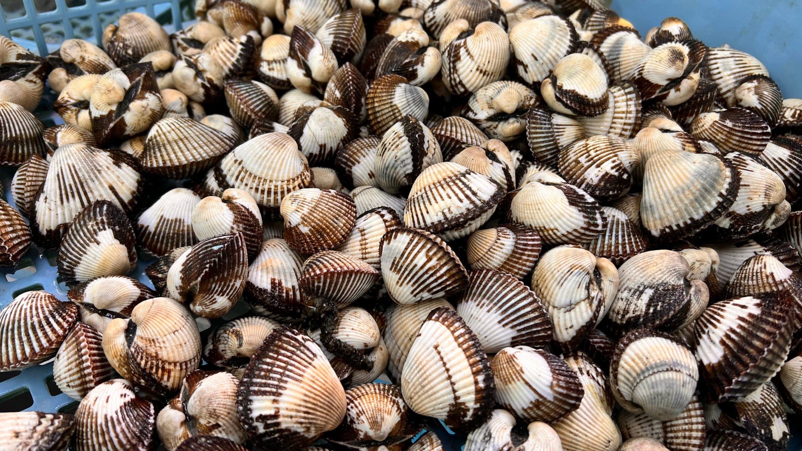 春の底物魚売りエサ、二枚貝サルボウ。水温が低い時は、身が柔らか貝で石鯛を狙う。釣太郎