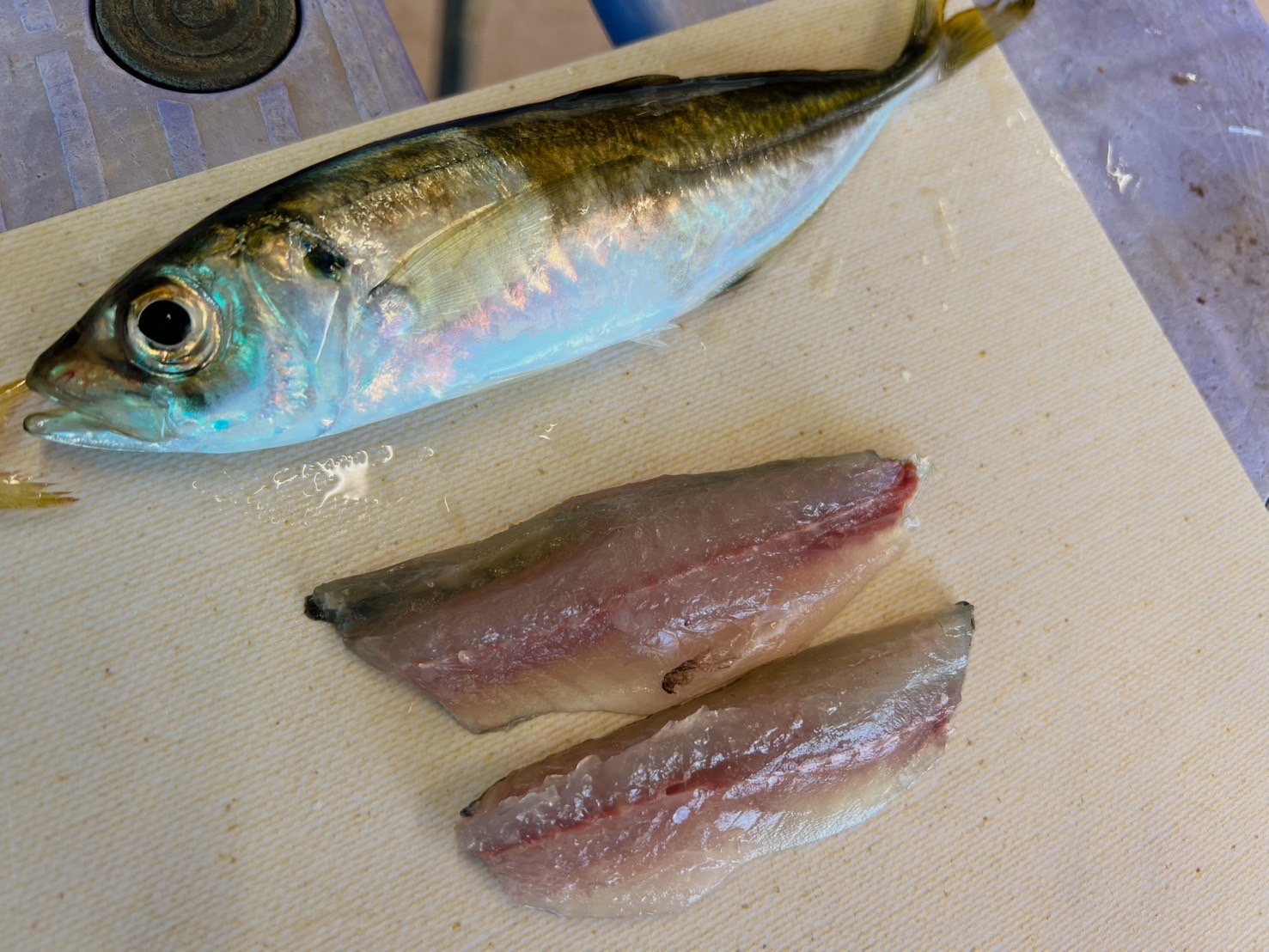 マアジは身が透明で、見るから美味しそう。釣太郎