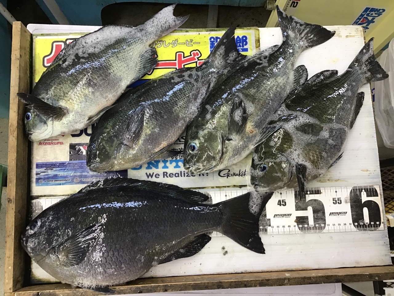 寒グレ釣りの刺し餌は、は沖アミよりアオサの方が有効という釣り人も多い。釣太郎