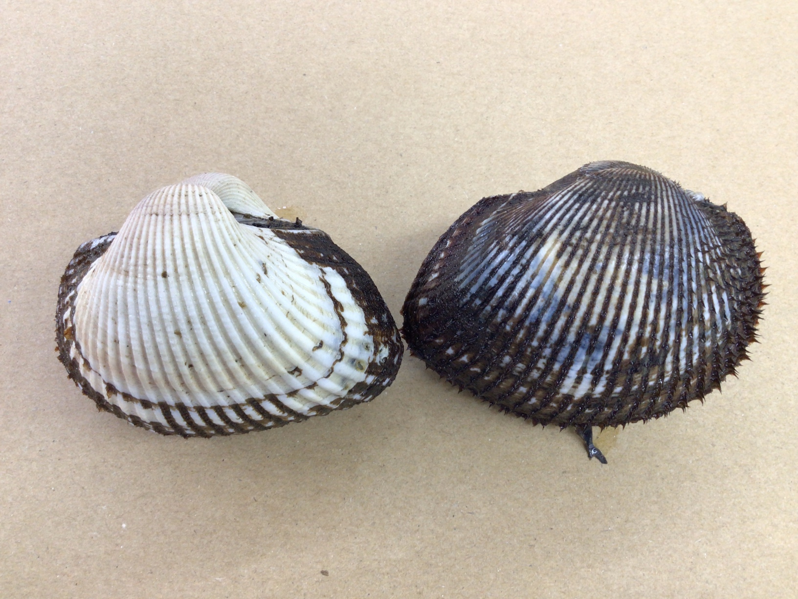 左がサルボウ貝で、白っぽく、口のふただけが黒い。赤貝は全体が黒い。底物魚釣り餌。釣太郎