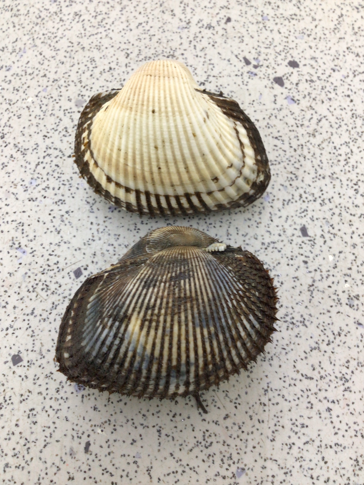 釣りえさの定番。釣太郎