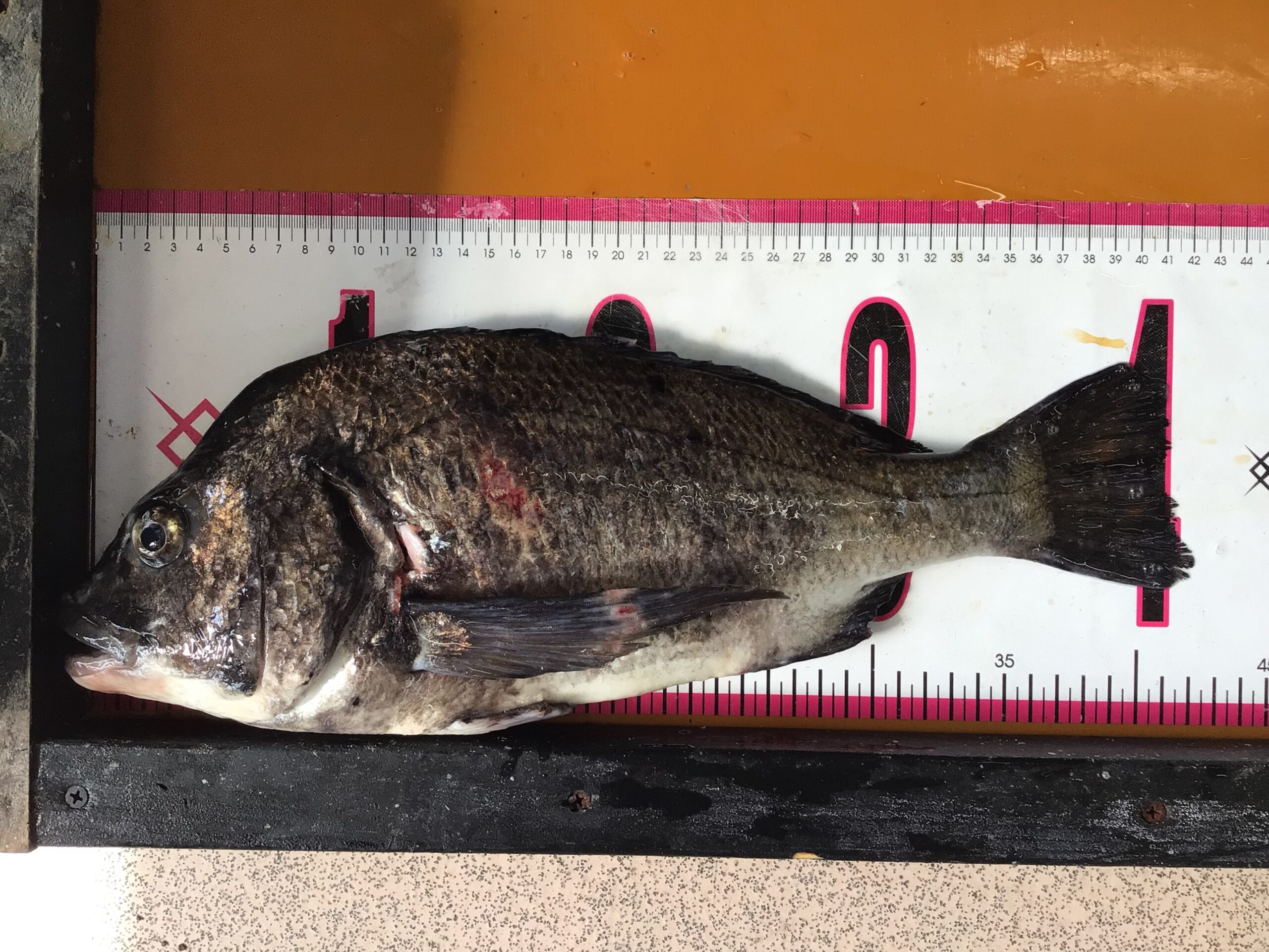 チヌ４２㎝釣果　釣太郎