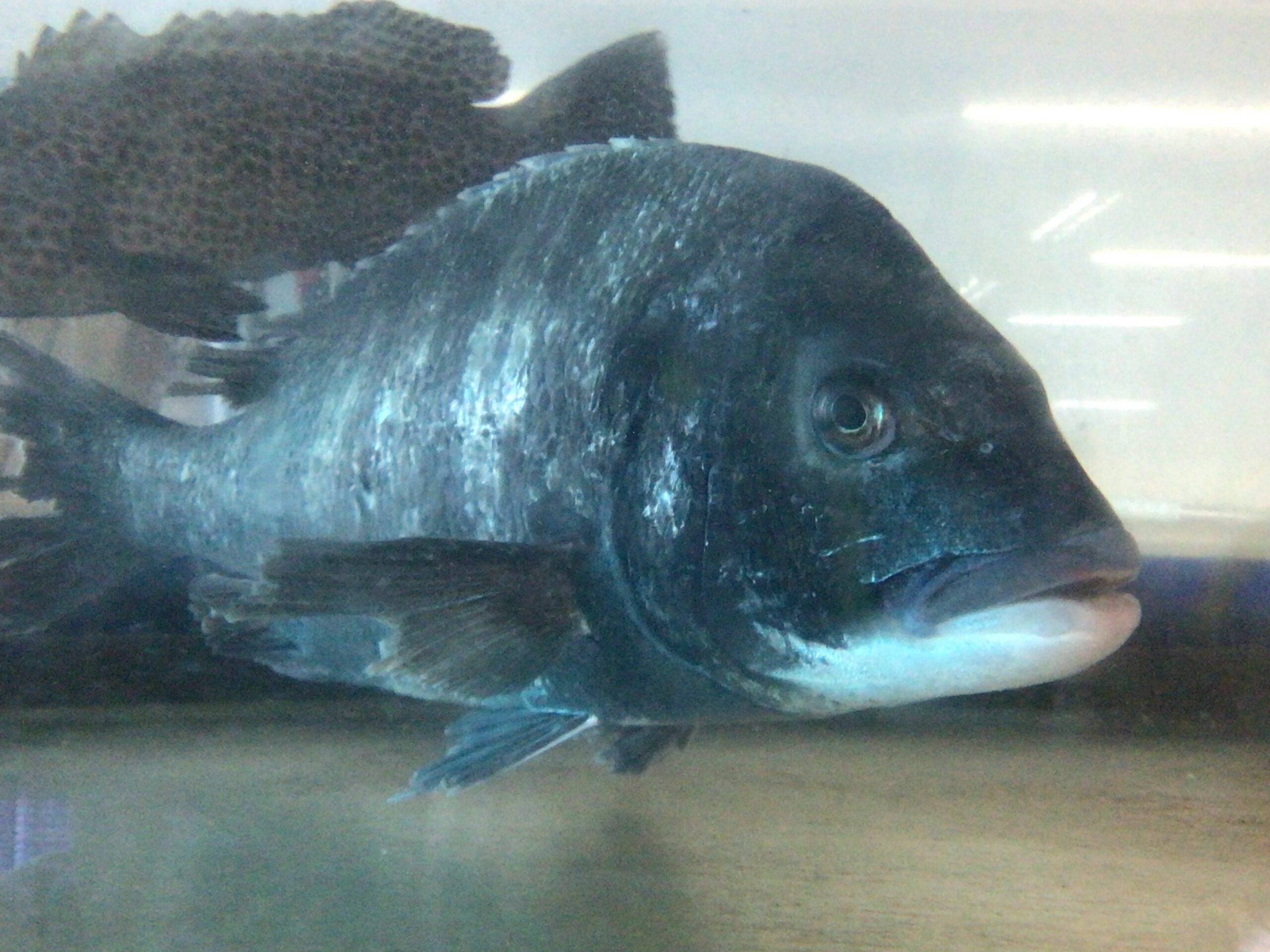 頂き物の50センチの迫力がある年なしチヌ（黒鯛）が、みなべ店水槽で泳いでいます。