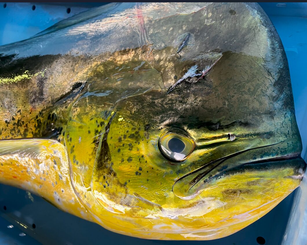 ハワイではレインボーフィッシュと呼ばれ高級魚のシイラ。ルアーフィッシングで大人気。フライにするとこれほど美味しい魚はありません。釣太郎