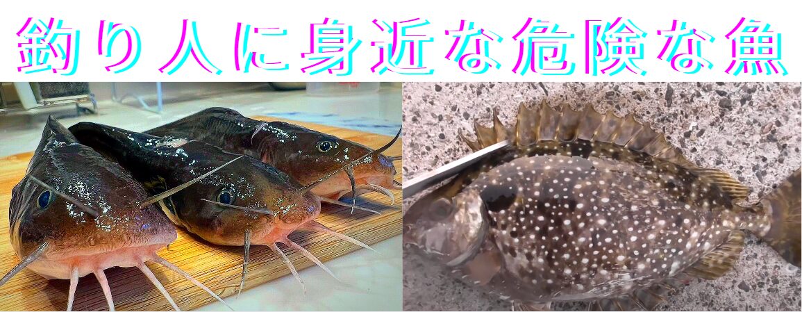 釣り人に最も身近な刺毒魚、アイゴ（バリコ）、ゴンズイ。これらはご注意ください。釣太郎