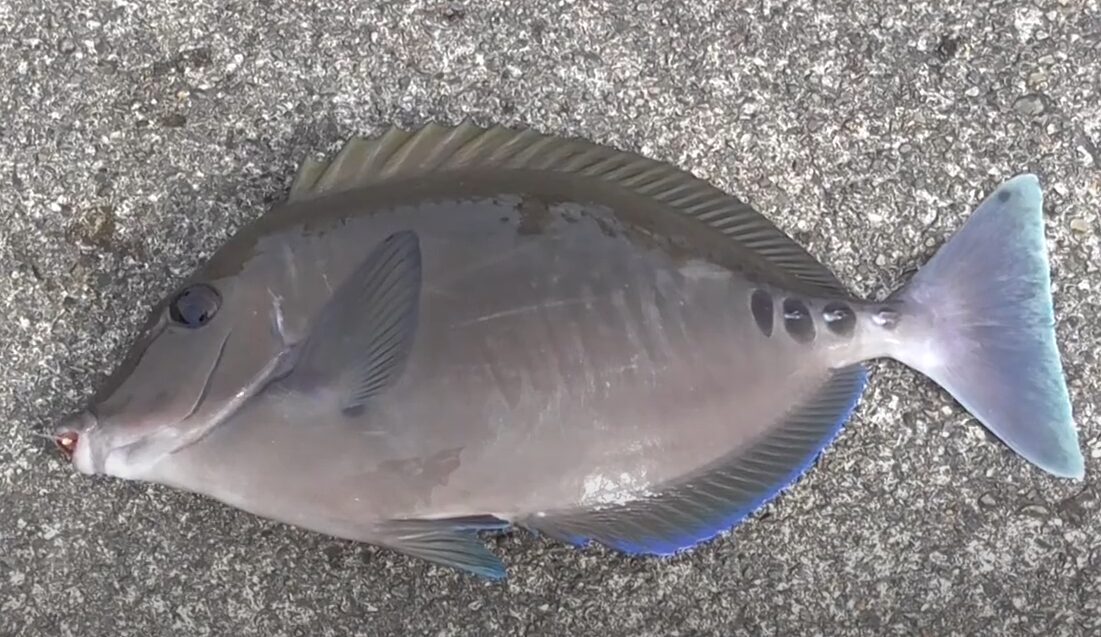 海藻を食べるため、体内に小便の匂いがする魚ニザダイ。釣太郎