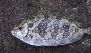 独特の匂いがあるアイゴ(バリコ)。好き嫌いと地方性が、これほど強い魚はない。南紀地方では干物が大人気。釣太郎