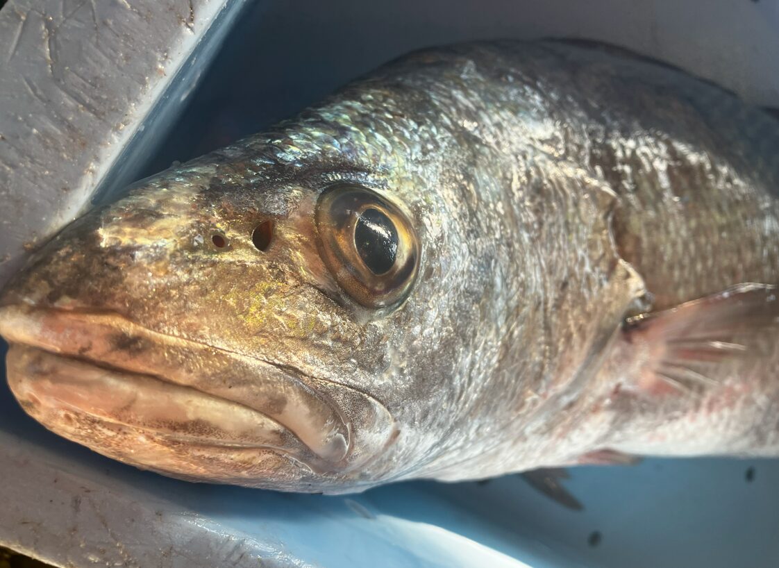 和歌山南紀地方では低評価の魚、オオクチイシナギ。釣太郎