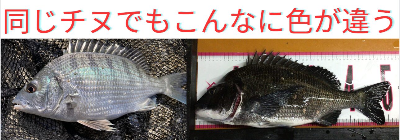チヌ（クロダイ）は黒と銀色の２種がある事が知られていますが、同魚種なのになぜ？釣太郎