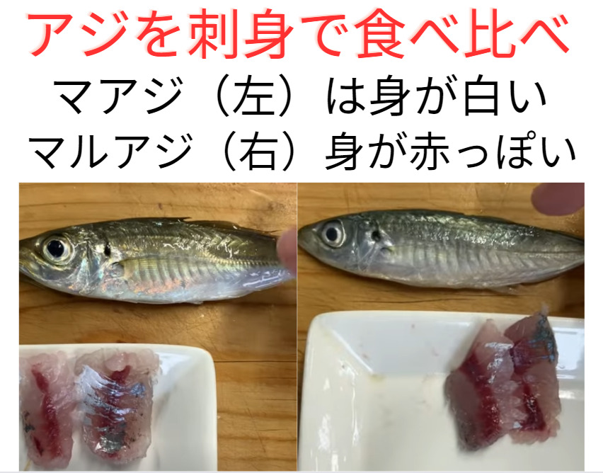 真アジと丸アジを、刺し身にして食べ比べ。下魚扱いされがちなマルアジも、2月なら普通に食べれます。釣太郎