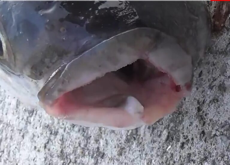 ボラの口はヘの字になっている。これは珍しい魚。釣太郎