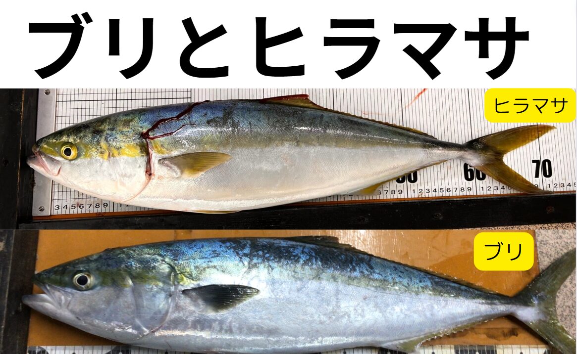 青物魚ブリとヒラマサの違い、見分け方説明。釣太郎