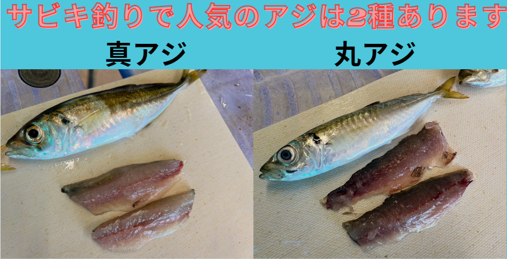 サビキ釣りで人気のアジ。マアジとマルアジをさばいて、身の状態を比べます。釣太郎