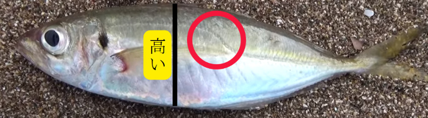 体高があり平べったいので平アジ。灰色なので青アジに足していアカアジとも呼ばれるマアジ。釣太郎