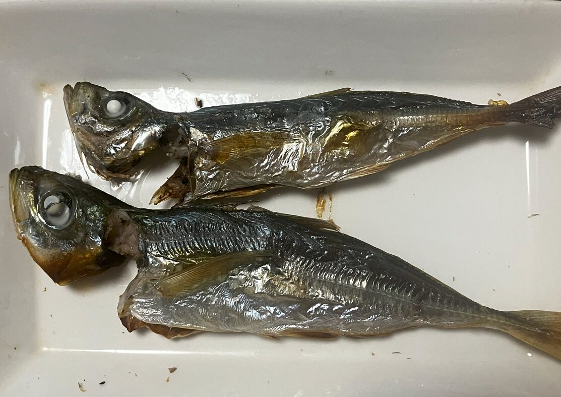鯵塩焼き。下がマアジ、上がマルアジ。サビキ釣り人気魚紹介。釣太郎