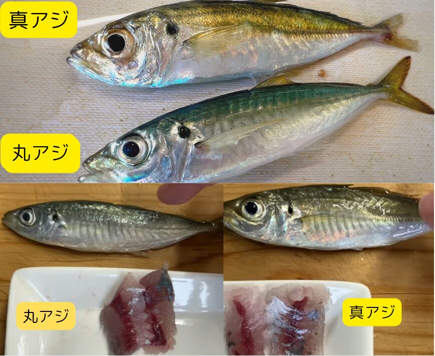 サビキ釣り魚、マアジとマルアジの見分け方、身の品質の違い検証。釣太郎