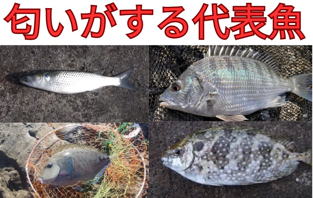 臭い魚があるが、これはなぜなのか？釣太郎