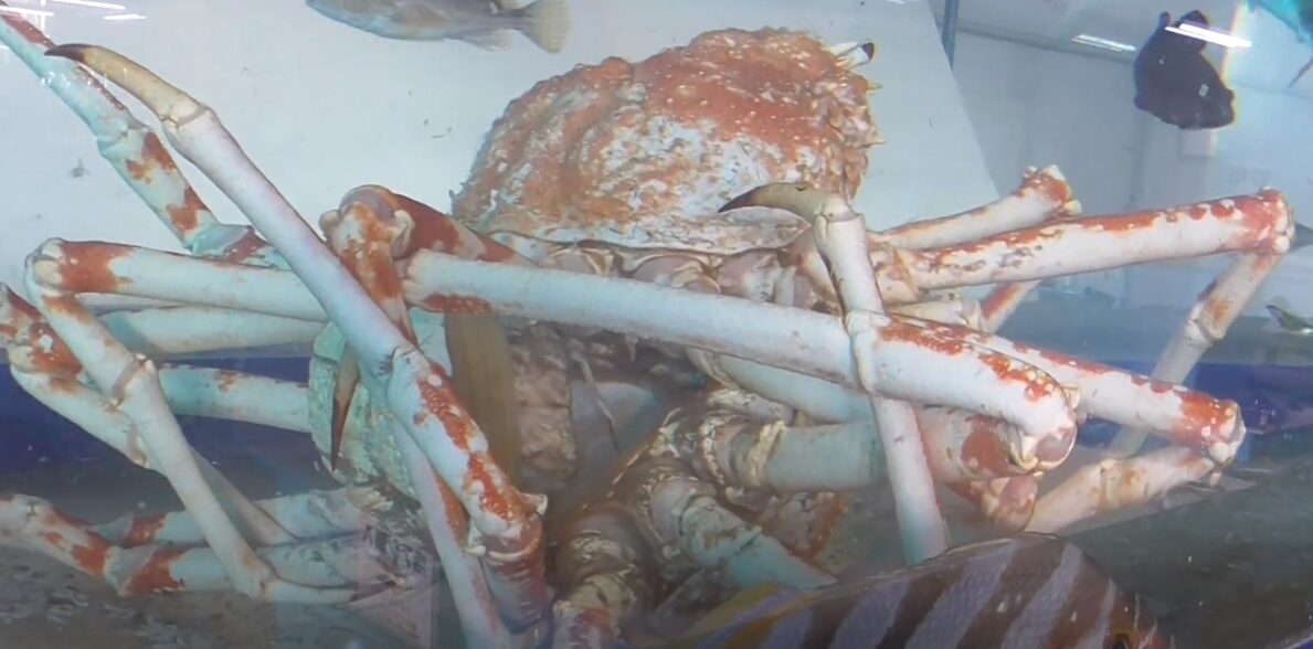 タカアシガニの交尾。釣太郎