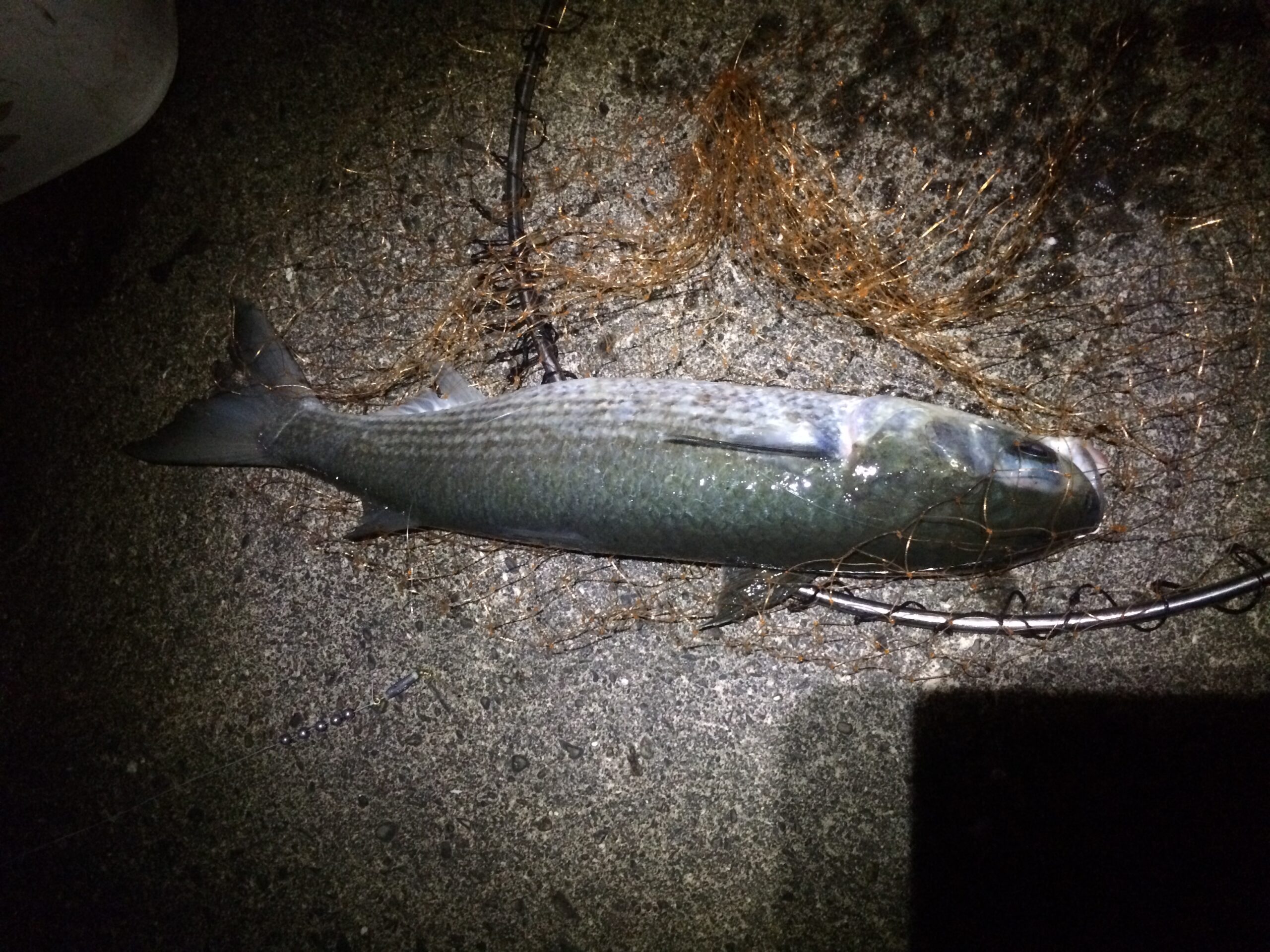 ボラ　ジャンプ　幽門　まずい　美味しい　釣り　釣太郎