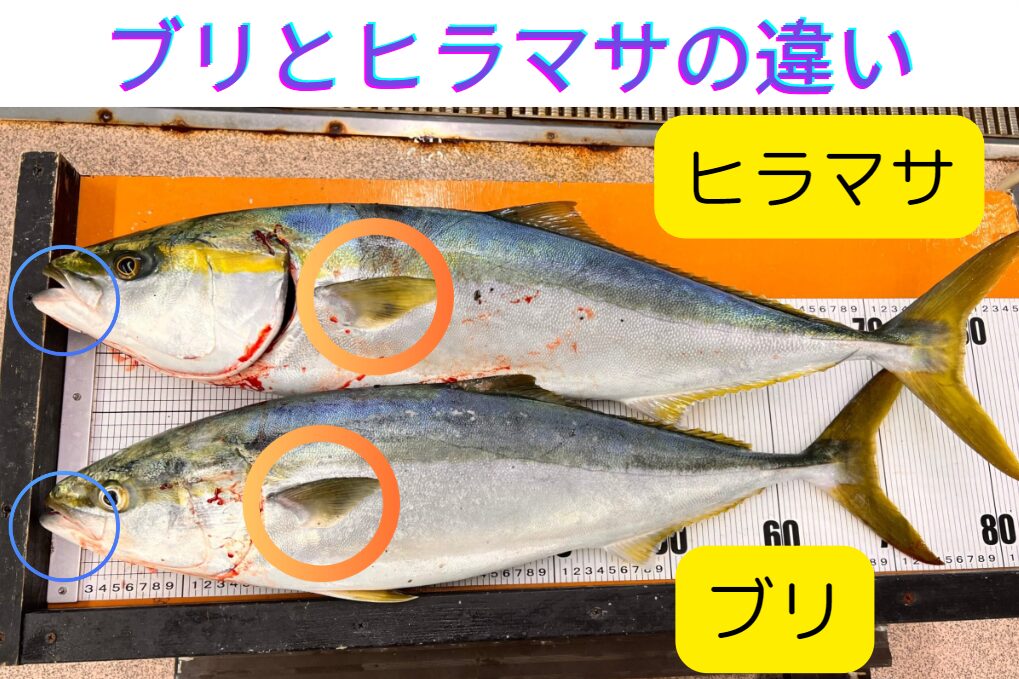 釣太郎の魚種見分け方説明。ブリとヒラマサの違い、見分け方説明。