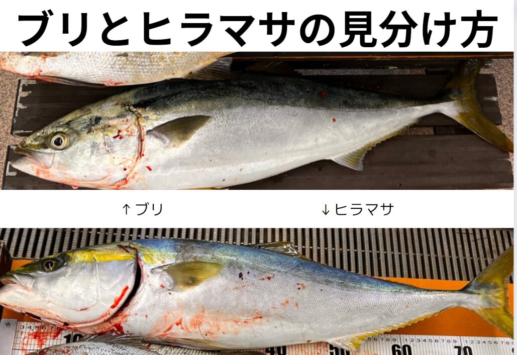 青物回遊魚のブリとヒラマサ。非常に似て見分けがつきにくいので、違いのご説明。釣太郎
