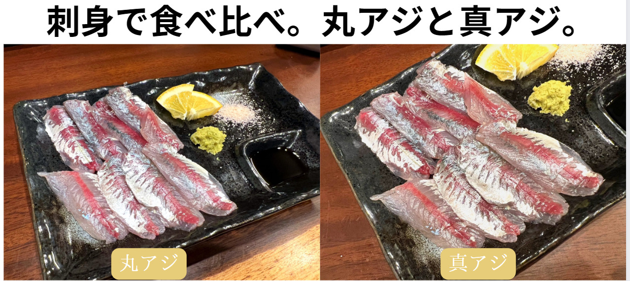 サビキで釣ったマルアジとマアジを刺身で食べ比べました。釣太郎