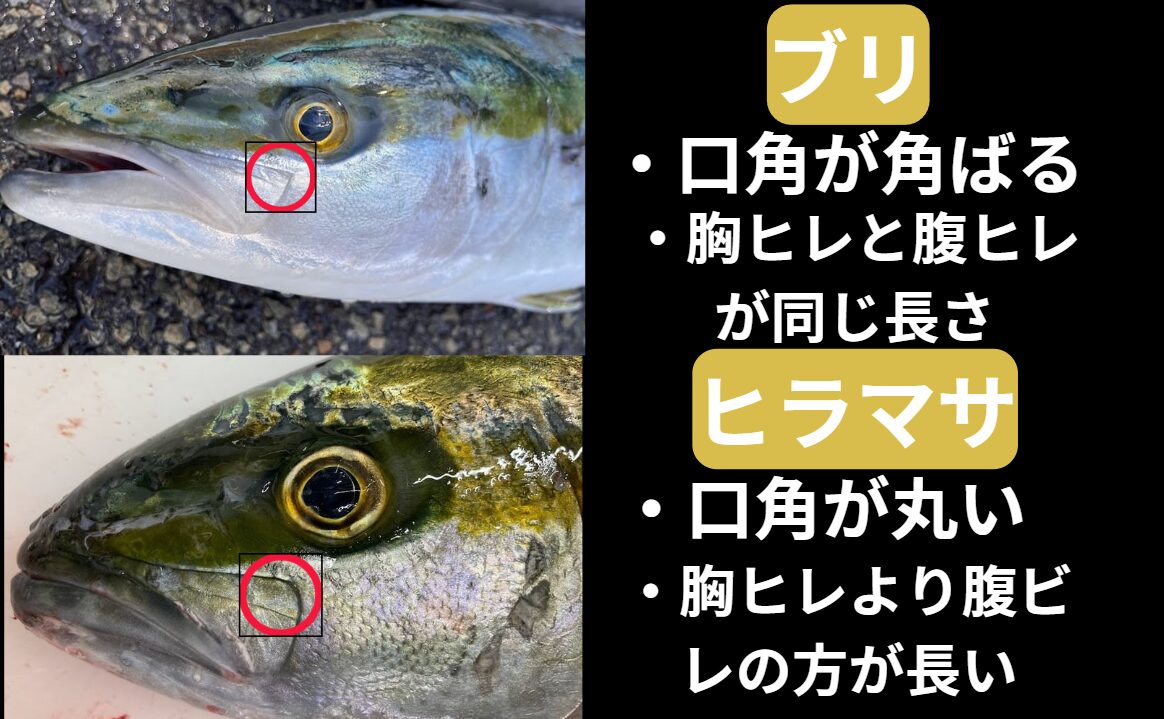 青物回遊魚ブリとヒラマサの違いは口角が丸いか四角か。胸ビレと腹鰭が、同じか長いか。釣太郎魚種見分け方紹介。