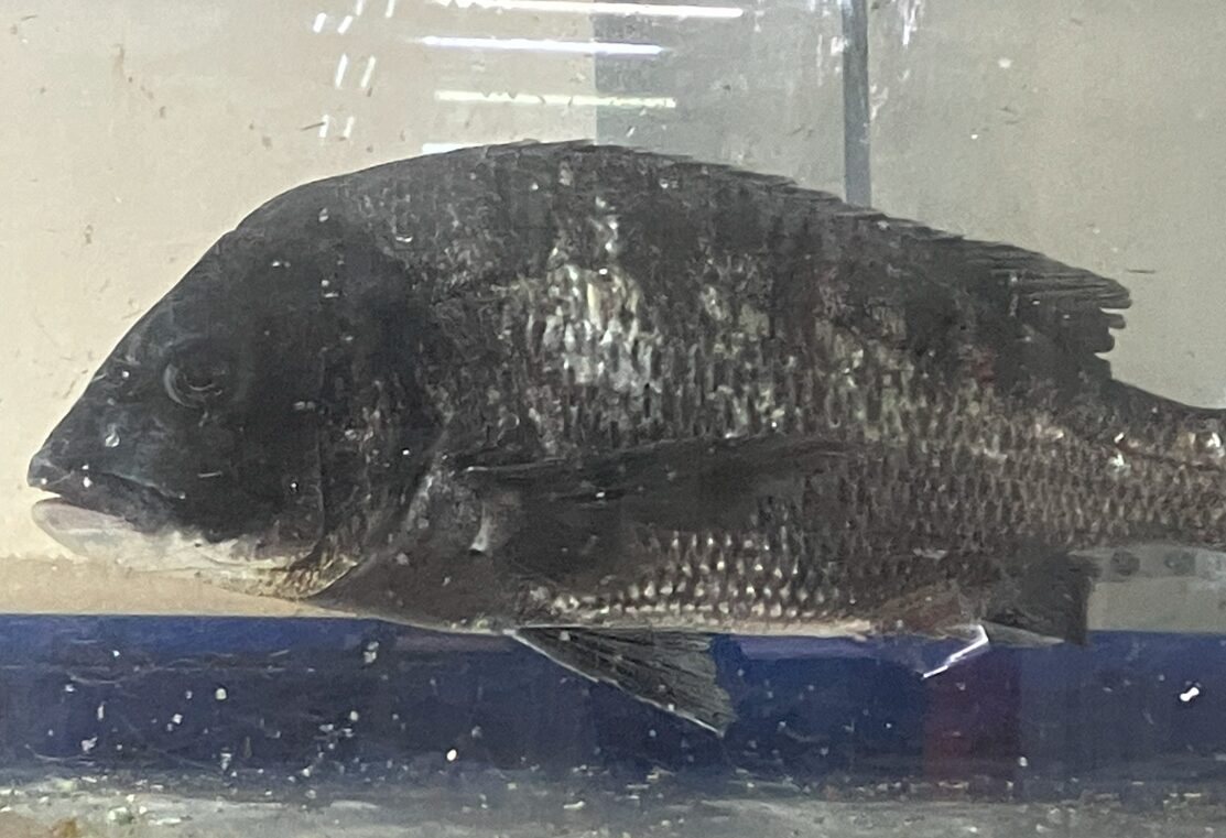 50センチの年なしチヌ、みなべ店で元気に泳いでいます。釣太郎