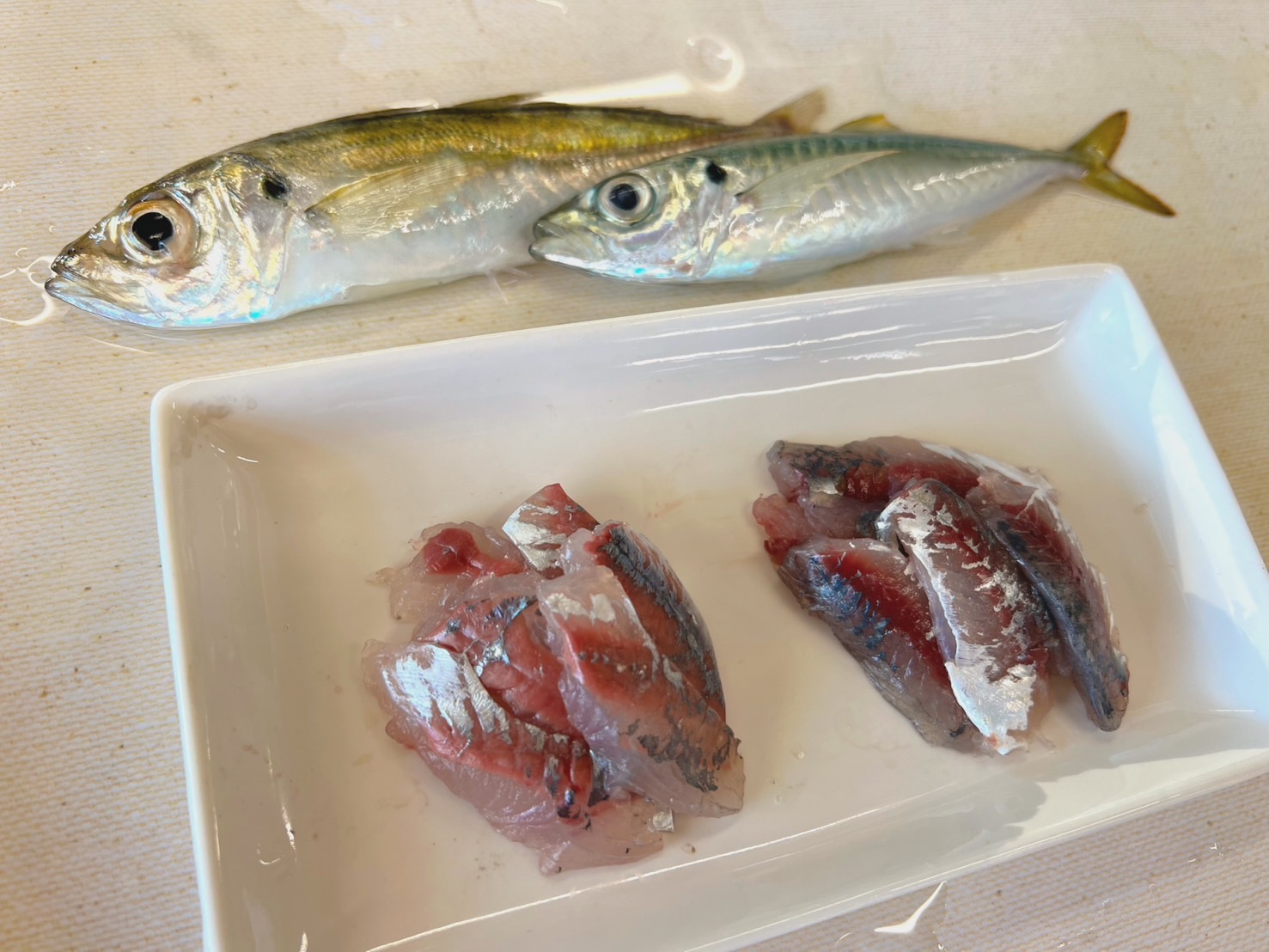 左はマアジで身が白い。右がマルアジで血合い多く、身が赤みを帯びている。釣太郎