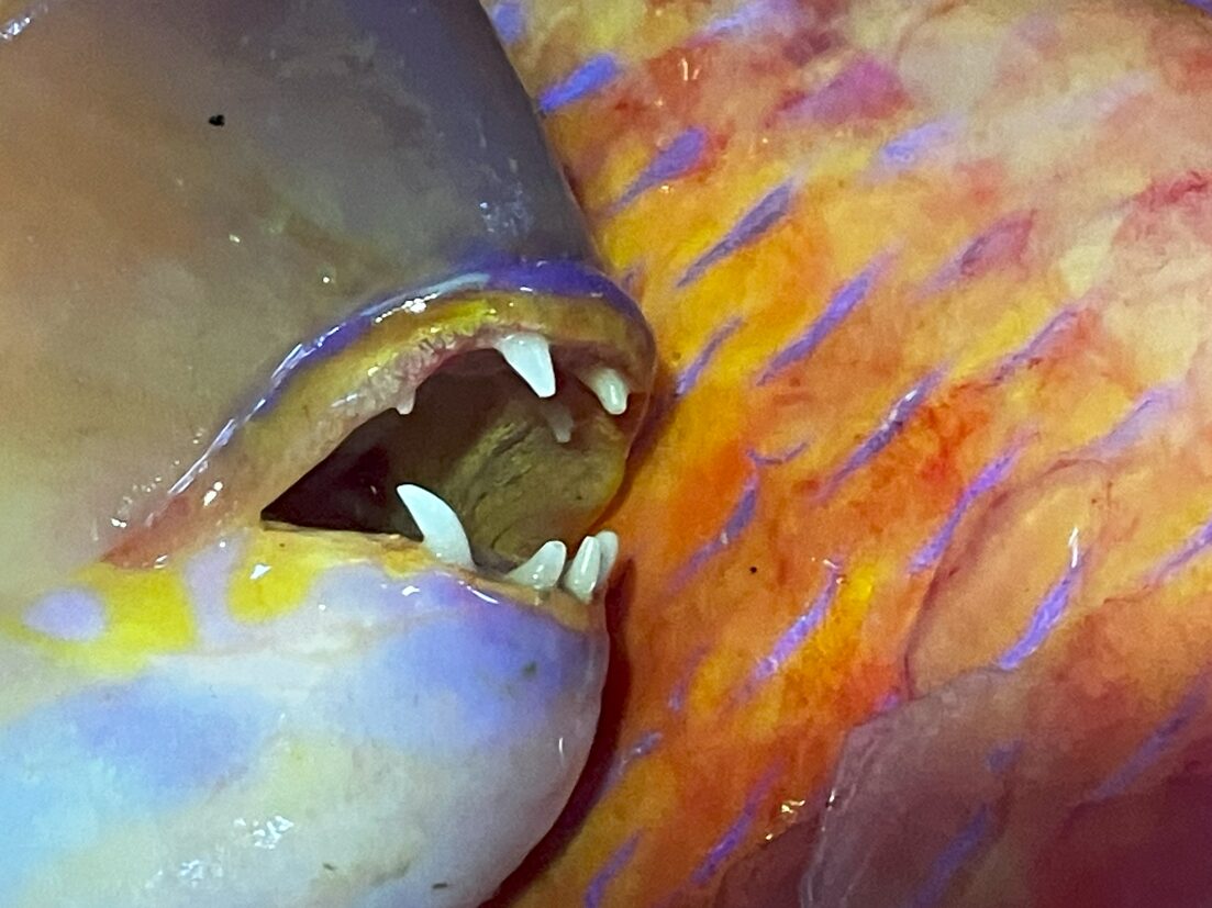 この出っ歯のような歯で、ウニを食いつくす。石鯛釣りの定番外道魚イラ。釣太郎