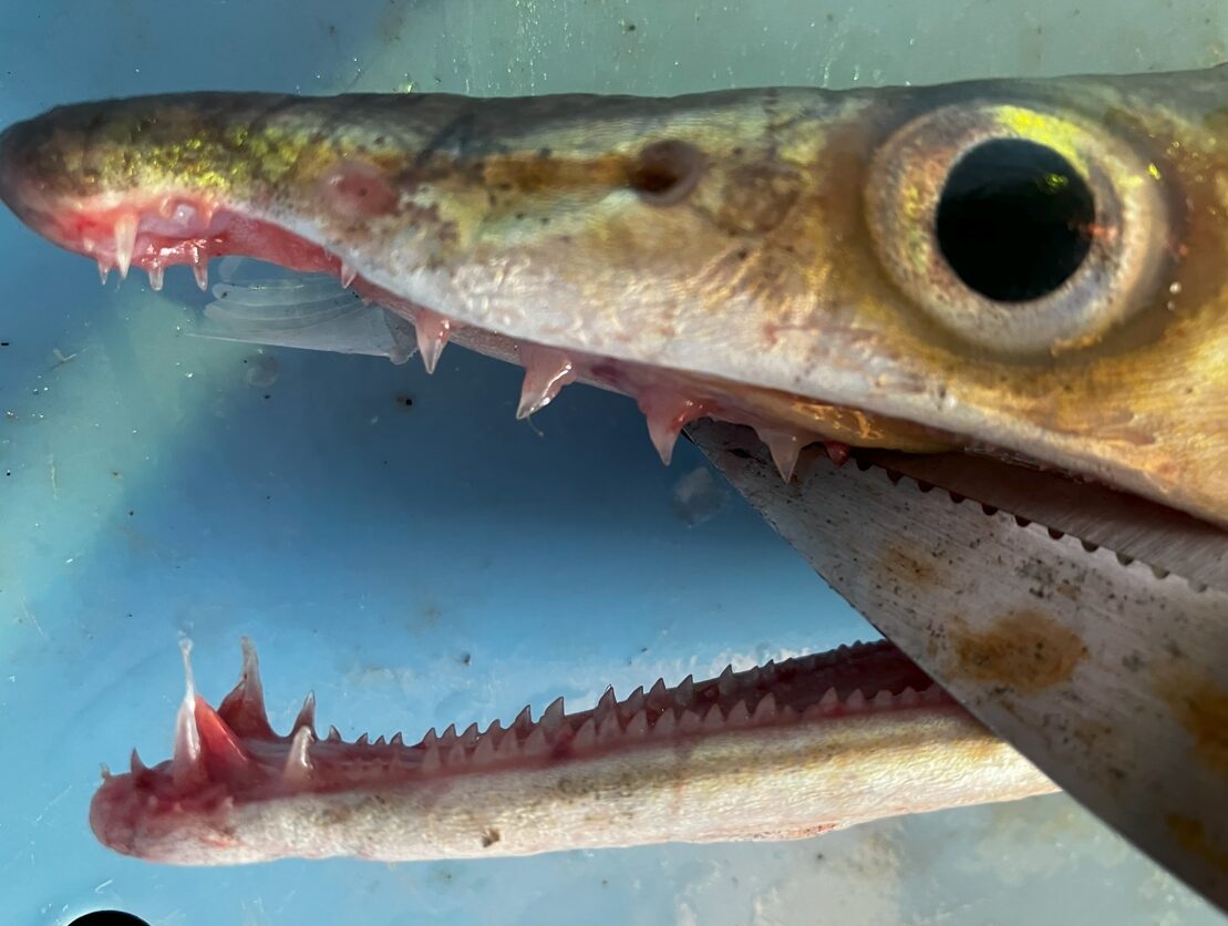 これが肉食魚の凶暴な歯。ハモは共食いもし、とにかく噛む、食む、から名前になった魚で凶暴そのもの。釣太郎