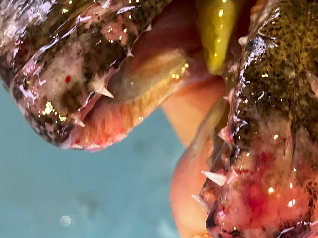 肉食魚にしては小さな歯ですが、鋭さは一級品。ヒラメは活魚に猛スピードで襲い掛かります。釣太郎