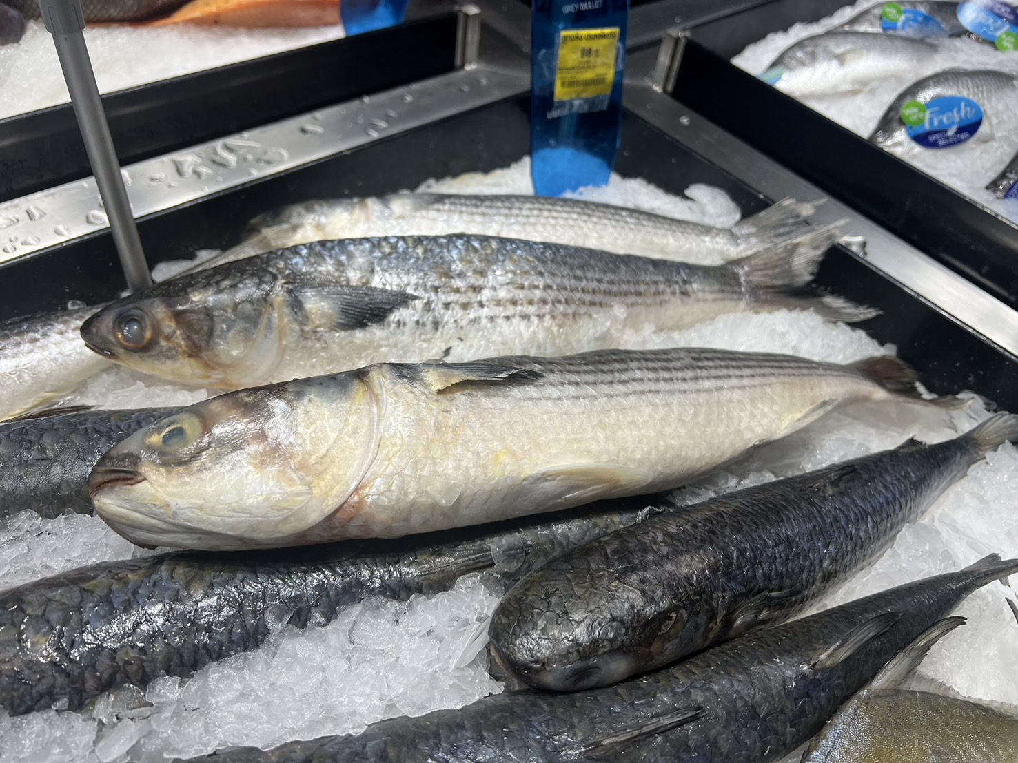 タイ　魚の値段