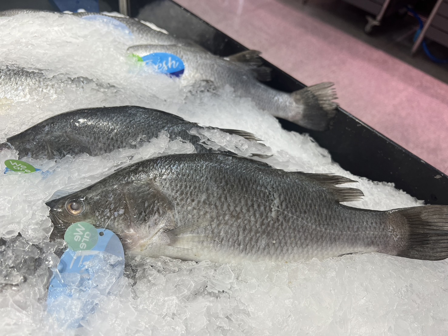タイ　魚の値段　バラマンディー