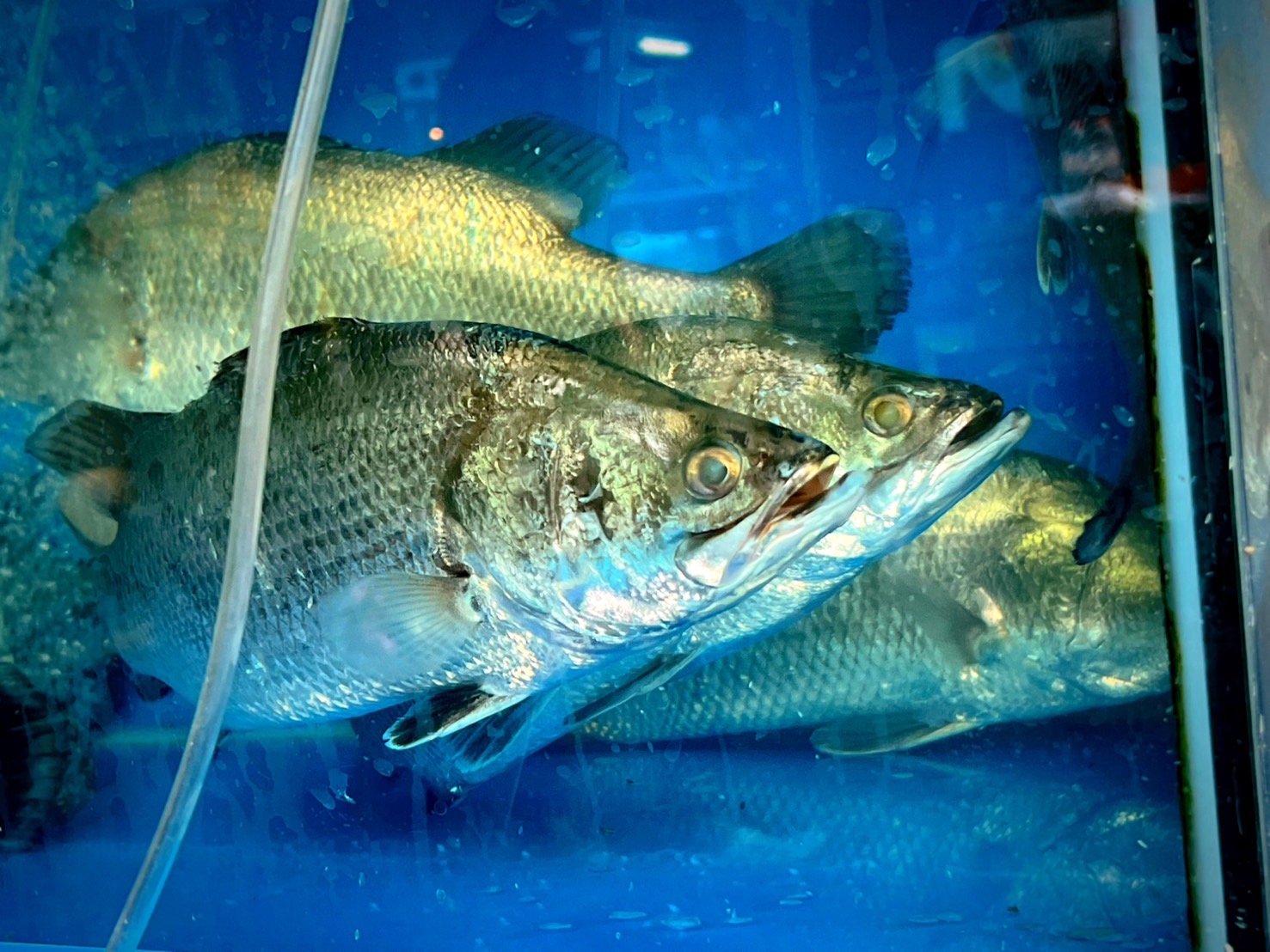 タイ　魚の値段　バラマンディー