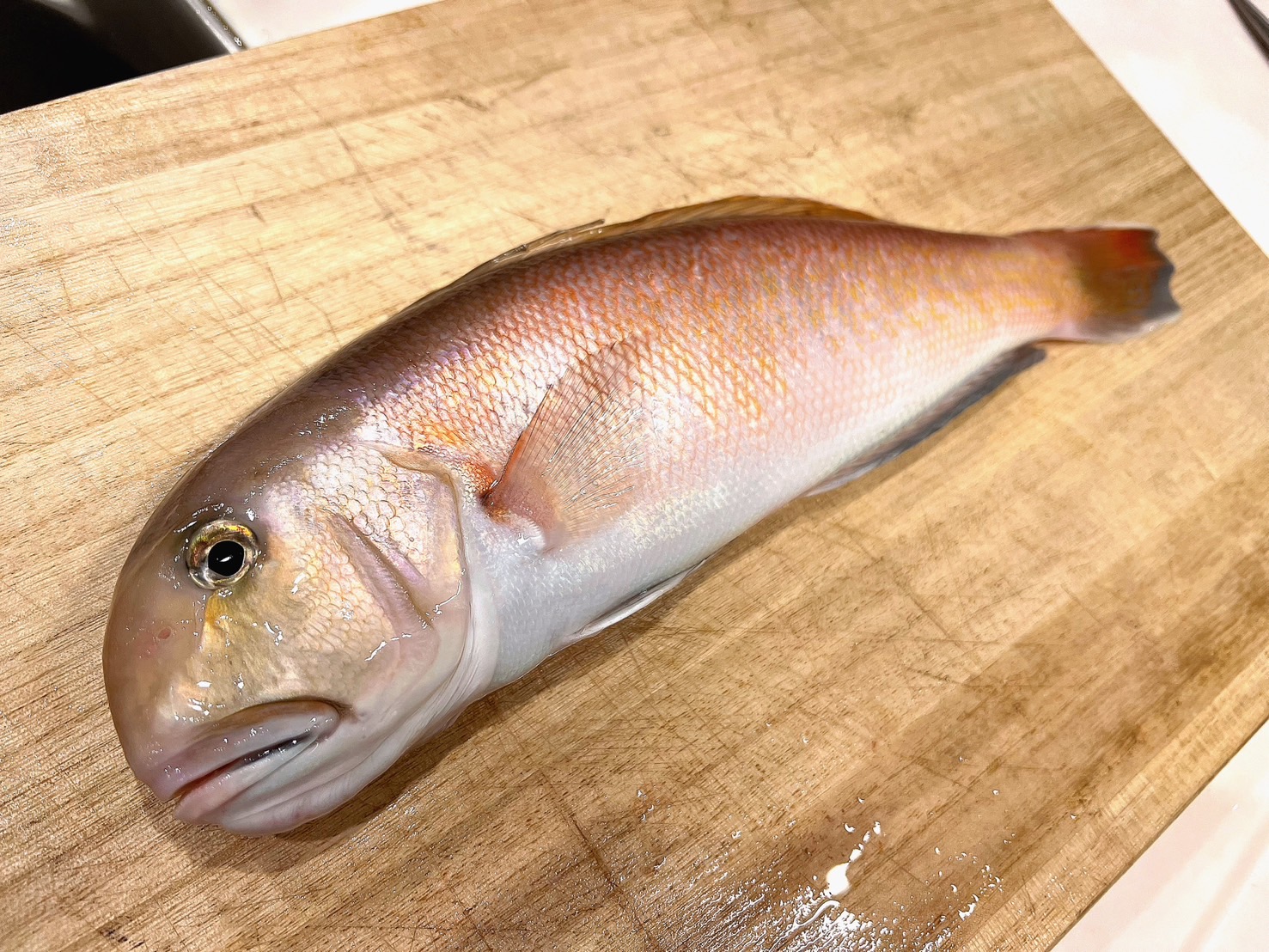 シロアマダイ　刺身